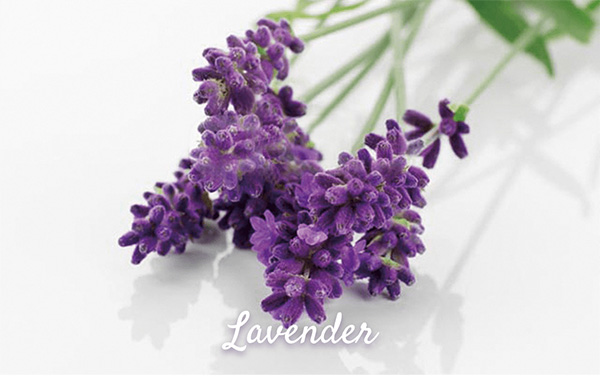 ナチュラルでやさしい天然ラベンダーの香り